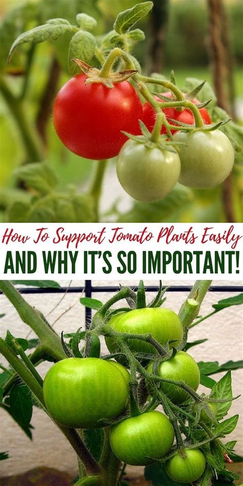 How To Support Tomato Plants Easily – And Why It’s So Important!.